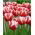 Tulipan Leen van der Mark - 5 cebulek
