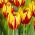 Tulipan Mickey Mouse - 5 cebulek