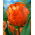 Tulipan Orange Favourite - 5 cebulek