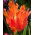 Tulipan Orange Favourite - 5 cebulek