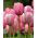 Tulipan Pink Impression - 5 cebulek
