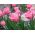 Tulipan Pink Impression - 5 cebulek