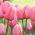 Tulipan Pink Impression - 5 cebulek