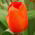 Tulipan pomarańczowy Orange - 5 cebulek