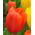 Tulipan pomarańczowy Orange - 5 cebulek