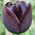 Tulipan Queen of Night - 5 cebulek