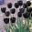 Tulipan Queen of Night - 5 cebulek