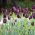 Tulipan Queen of Night - 5 cebulek