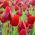 Tulipan Red Georgette - 5 cebulek