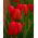 Tulipan czerwony Red - 5 cebulek