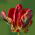 Tulipan Rococo  - 5 cebulek