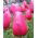 Tulipan różowy Rose - 5 cebulek