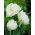 Tulipan Mount Tacoma - 5 cebulek