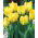 Tulipan papuzi Texas Gold - 5 cebulek