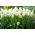 Tulipan niski White Purissima - 5 cebulek