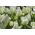 Tulipan niski White Purissima - 5 cebulek