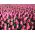 Tulipan Pink Impression - 5 cebulek