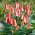 Tulipan Sylvia Warder - 5 cebulek