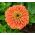Cynia wytworna daliowa Eldorado - 120 nasion