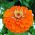 Cynia wytworna daliowa Orange King - 120 nasion