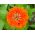 Cynia wytworna daliowa Orange King - 120 nasion