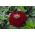 Cynia wytworna daliowa Violet Queen - 120 nasion
