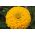 Cynia wytworna daliowa Canary Bird - 120 nasion