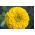 Cynia wytworna daliowa Canary Bird - 120 nasion