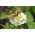 Cynia wytworna daliowa Polar Bear - 120 nasion