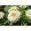 Cynia wytworna daliowa Polar Bear - 120 nasion