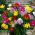 Freesia - Frezja pojedyncza mix kolorów - 10 cebulek