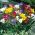 Freesia - Frezja pojedyncza mix kolorów - 10 cebulek