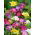Freesia - Frezja pojedyncza mix kolorów - 10 cebulek