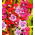 Kufea miedziana Summer Medley - 135 nasion
