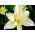 Hippeastrum, Amarylis, Zwartnica - Jewel - 1 cebula