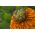 Nagietek lekarski Greenheart - 240 nasion