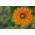 Nagietek lekarski Greenheart - 240 nasion