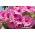 Petunia ogrodowa - Kaskada różowa - 160 nasion