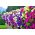 Petunia ogrodowa - mieszanka odmian - 800 nasion