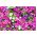 Petunia ogrodowa - mieszanka odmian - 800 nasion