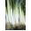 Por Bulgaarse Reuzen - 320 nasion
