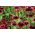 Rudbekia dwubarwna Cherry Brandy - 150 nasion