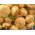 Rzepa jadalna Golden Ball - 2500 nasion