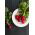 Rzodkiewka Cherry Belle - 850 nasion