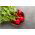 Rzodkiewka Cherry Belle - 850 nasion