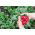Rzodkiewka Cherry Belle - 850 nasion