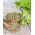 Seler listkowy Green cutting - na susz - 520 nasion
