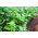 Seler listkowy Green cutting - na susz - 520 nasion