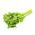 Seler listkowy Green cutting - na susz - 520 nasion
