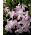 Śnieżnik - Chionodoxa forbesii Pink Giant - 10 cebulek